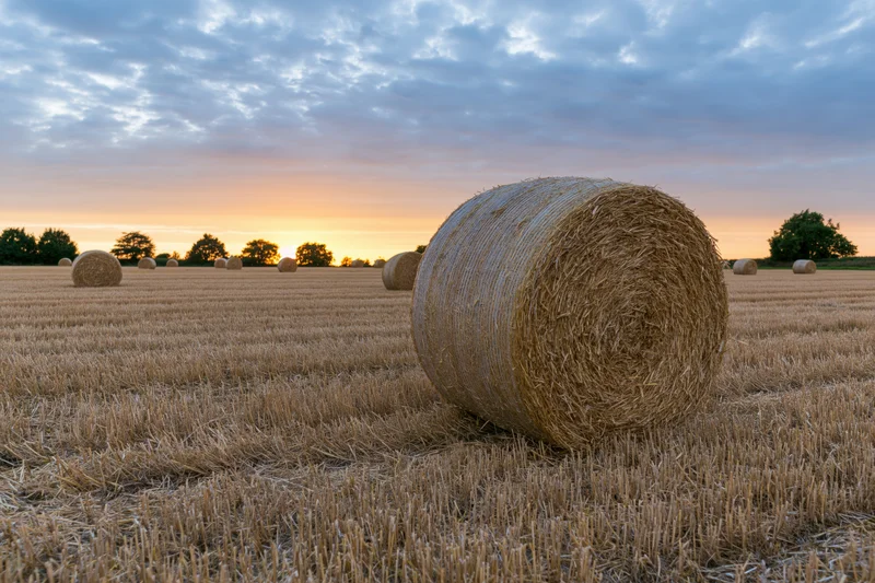 Round hay bales scattered across a harvested field at sunset