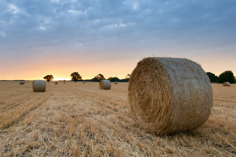 Round hay bales scattered across a harvested field at sunset