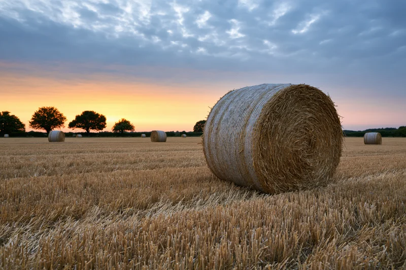 Round hay bales scattered across a harvested wheat field at sunset