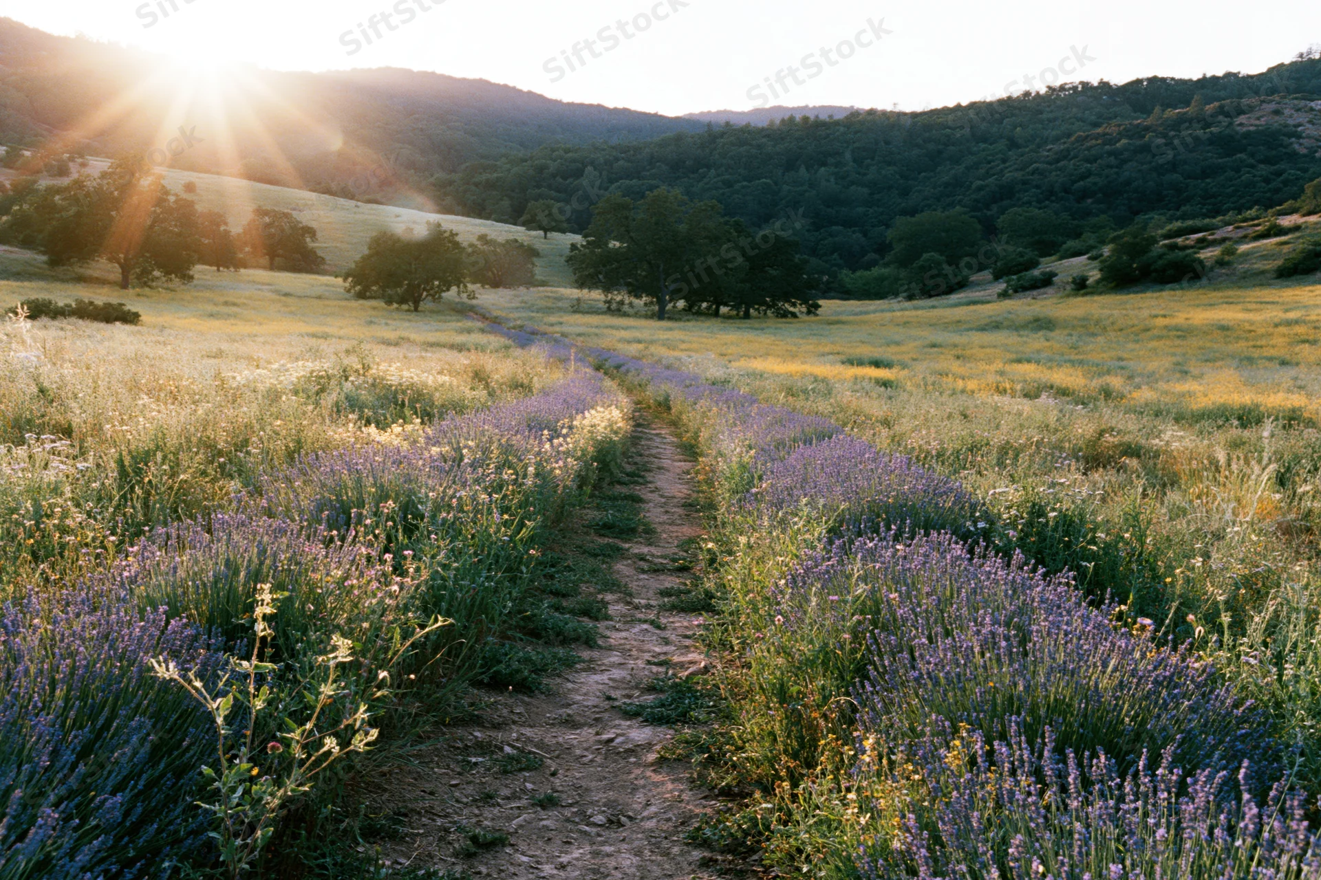 Rows of lavender and wildflowers bordering a narrow dirt path through a sunlit meadow in the countryside