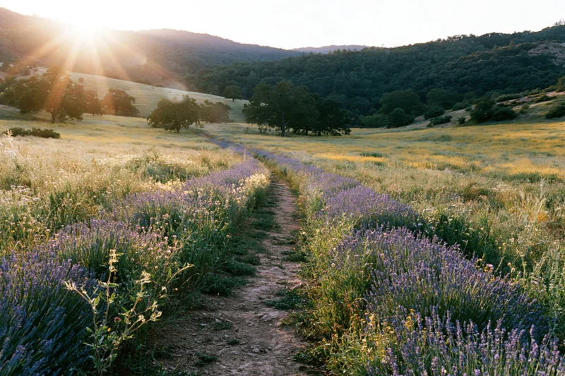 Rows of lavender and wildflowers bordering a narrow dirt path through a sunlit meadow in the countryside