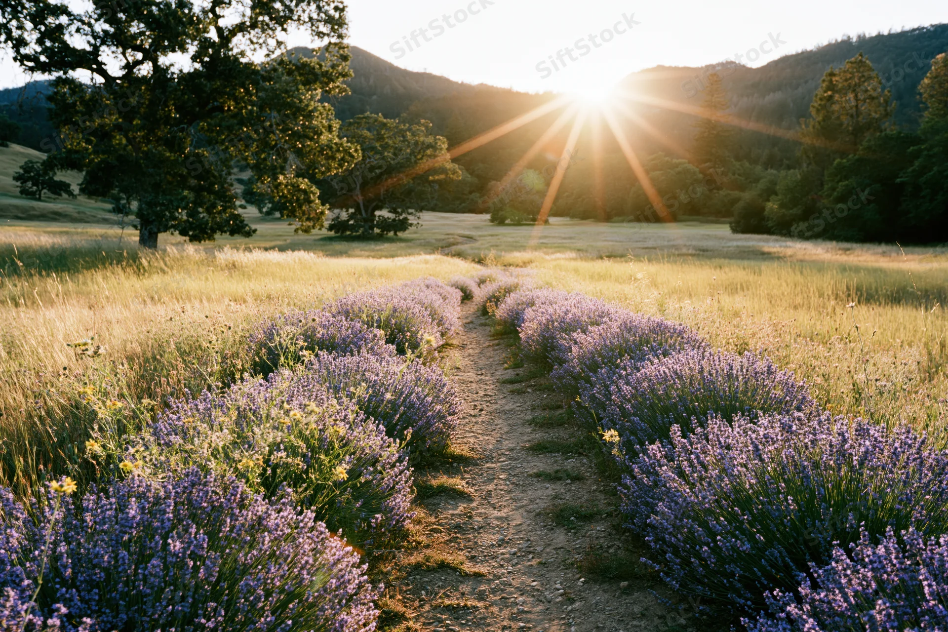 Rows of lavender and wildflowers bordering a narrow dirt path in a sunlit meadow with hills and trees in the background