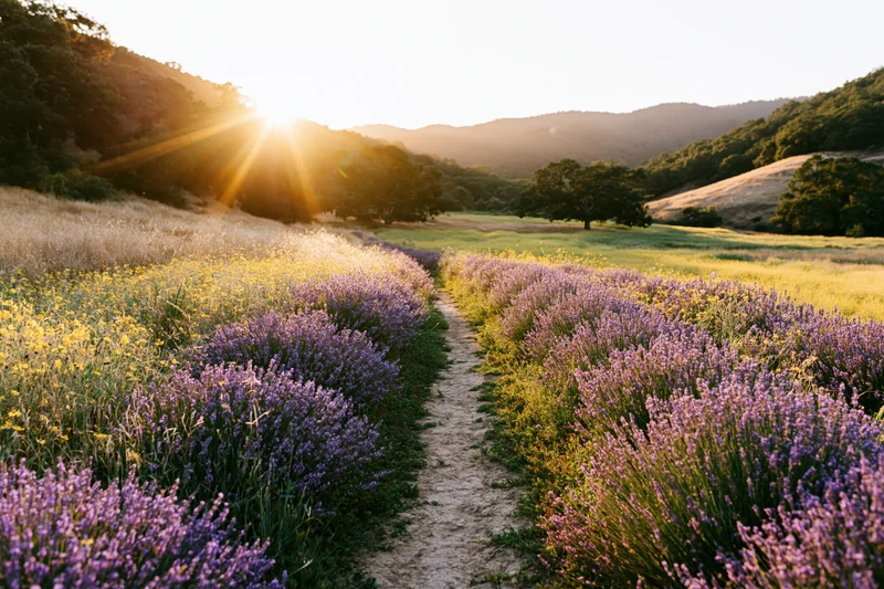 Rows of lavender and wildflowers bordering a narrow dirt path through a sunlit meadow at sunset
