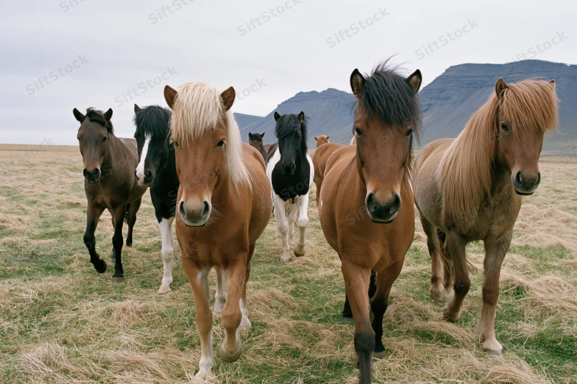 Small herd of Icelandic horses walking slowly toward the camera across a grassy pasture with mountains in the background