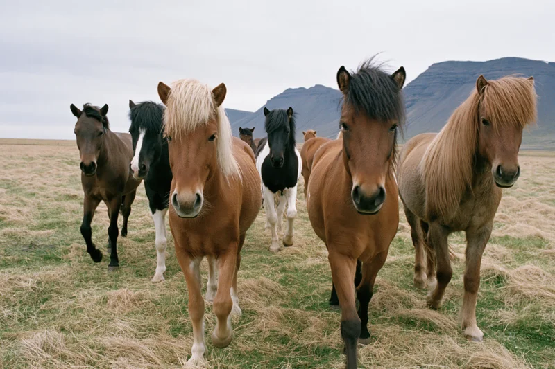 Small herd of Icelandic horses walking slowly toward the camera across a grassy pasture with mountains in the background