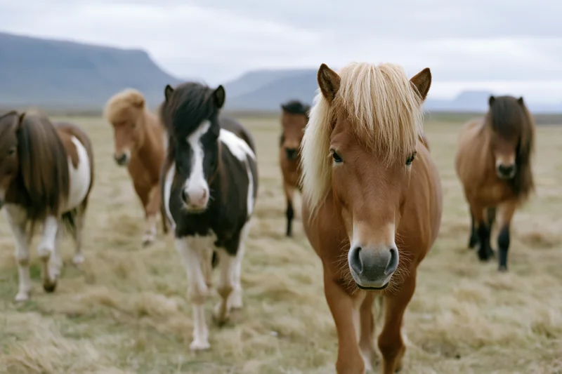 Small herd of Icelandic horses walking slowly toward the camera in a grassy field with distant mountains under an overcast sky