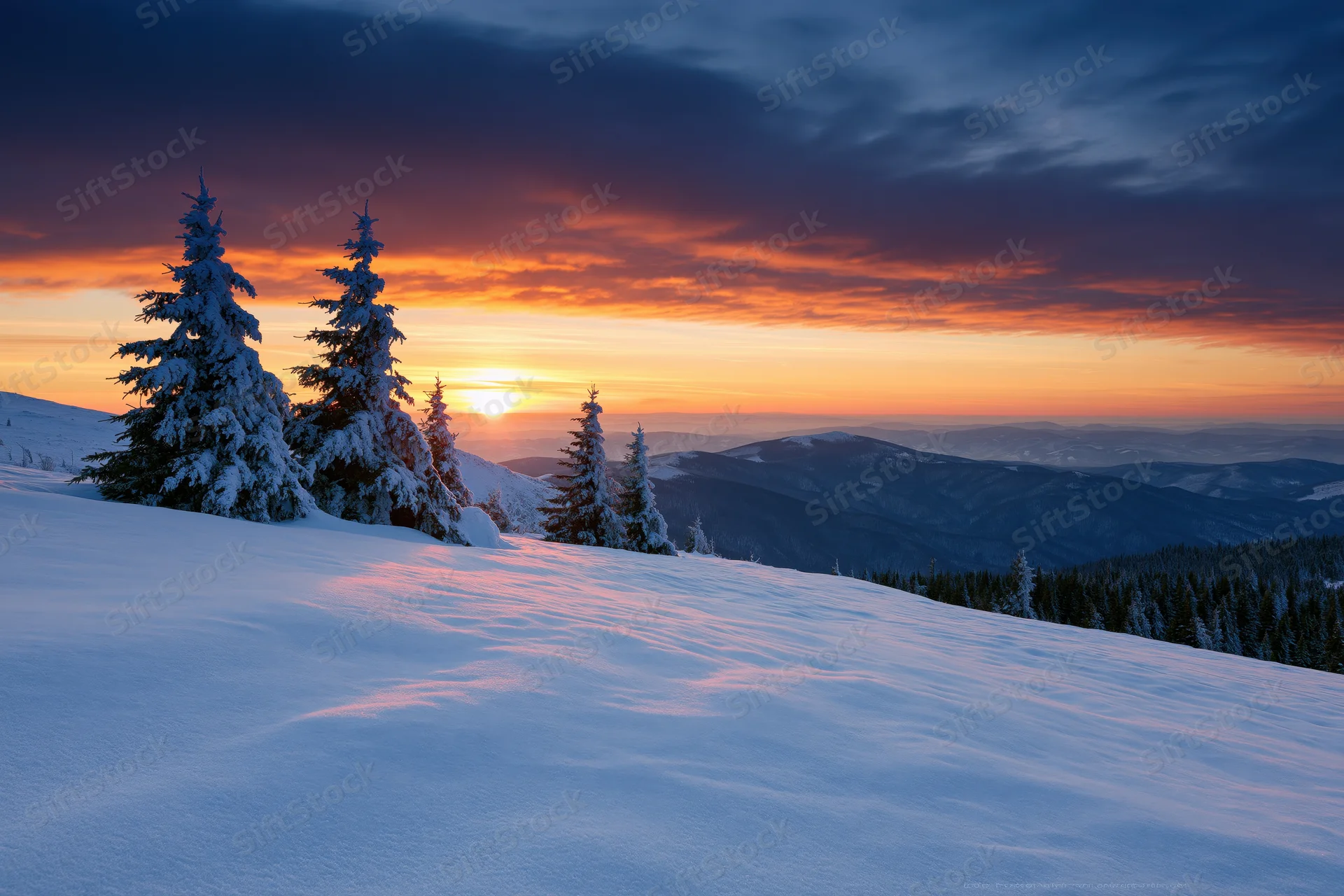 Snow-covered alpine meadow with frost-laden spruce trees at sunset