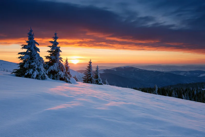 Snow-covered alpine meadow with frost-laden spruce trees at sunset