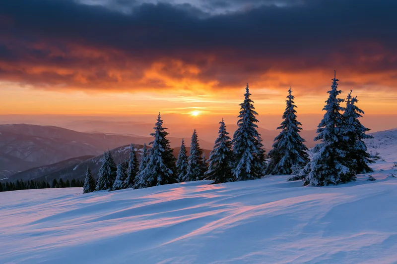 Snow-covered alpine meadow with frost-laden spruce trees at sunset