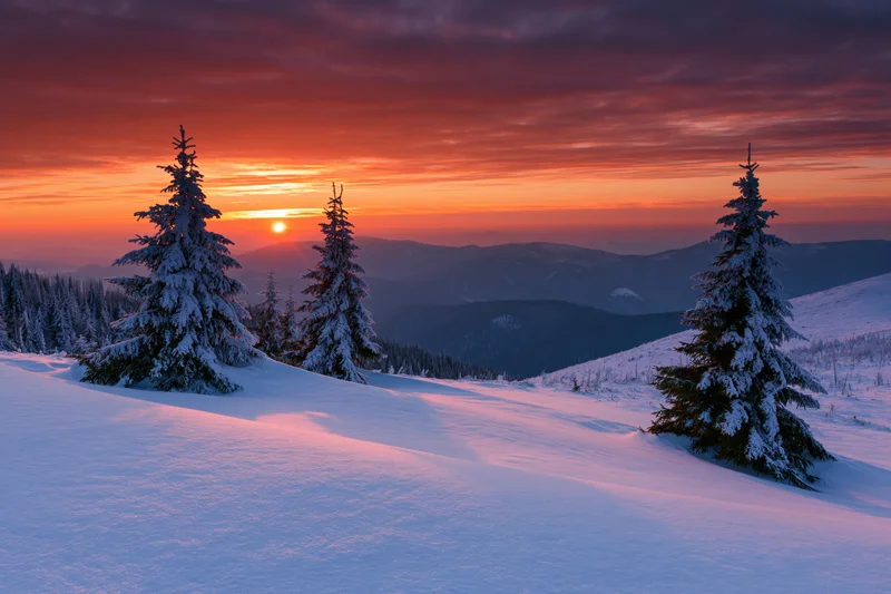Snow-covered alpine meadow with frost-laden spruce trees at sunset