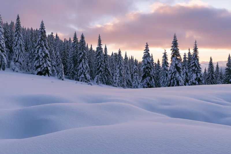Snow-covered alpine meadow with spruce trees lining the slope at twilight