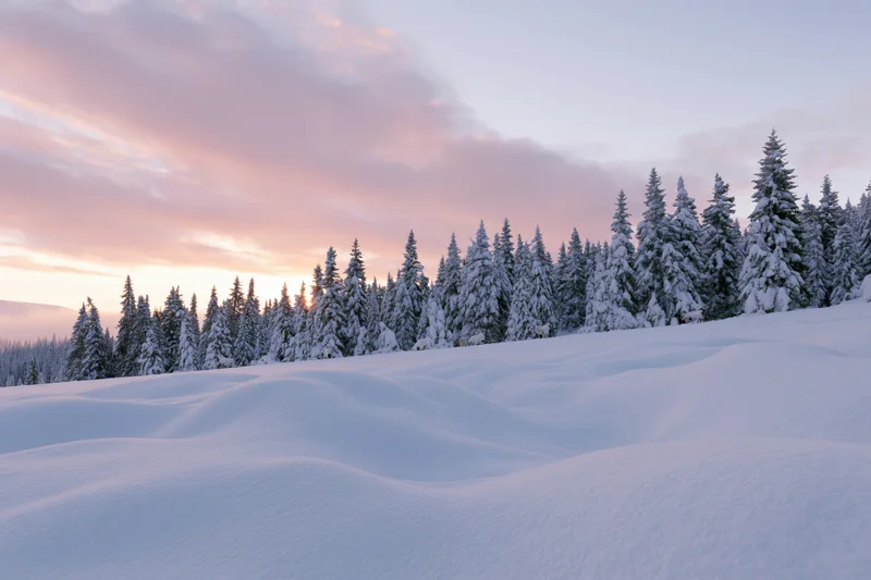Snow-covered alpine meadow with spruce trees at sunset