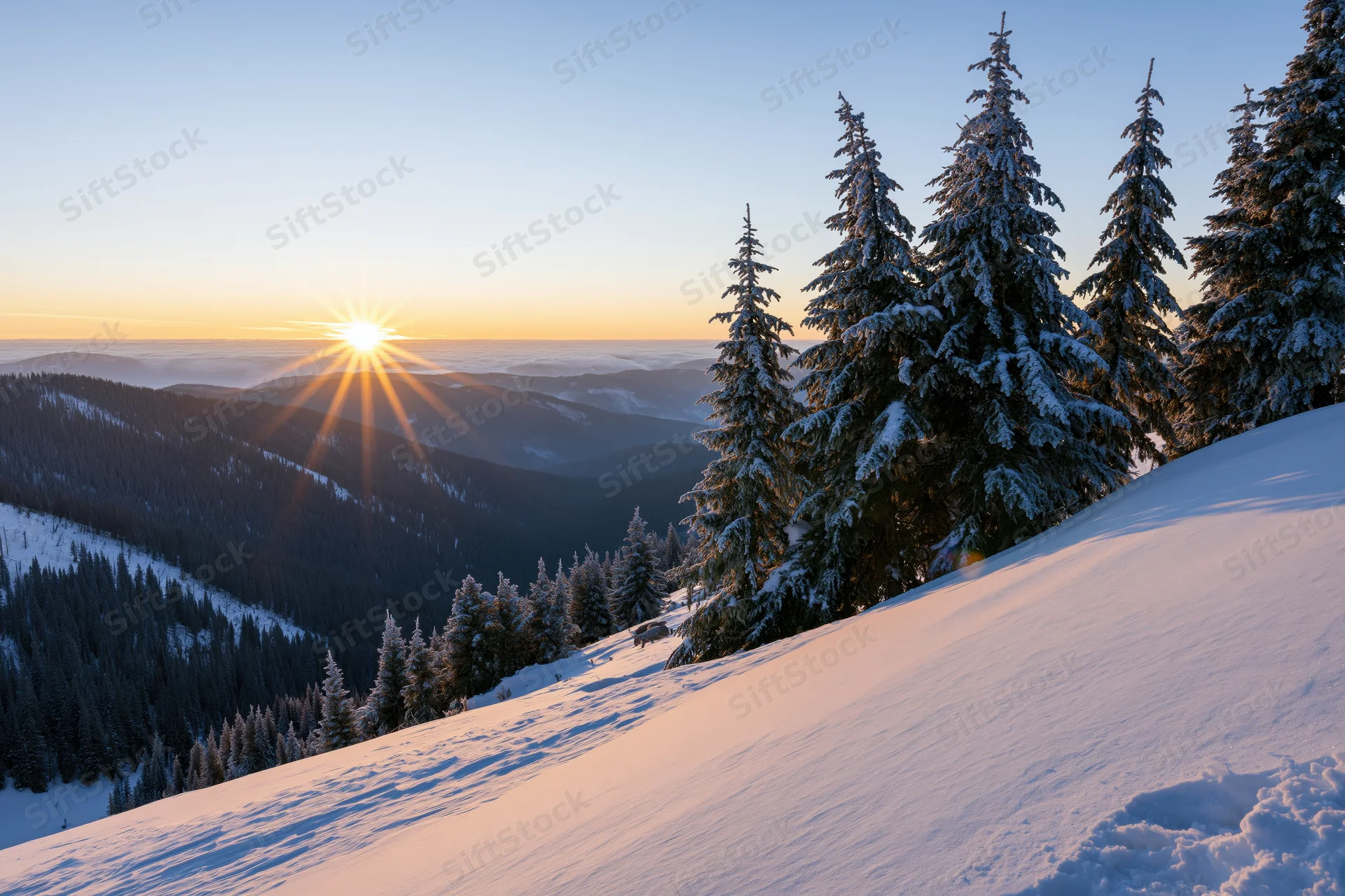 Snow-covered alpine slope at sunrise with frost-laden spruce trees lining the ridge