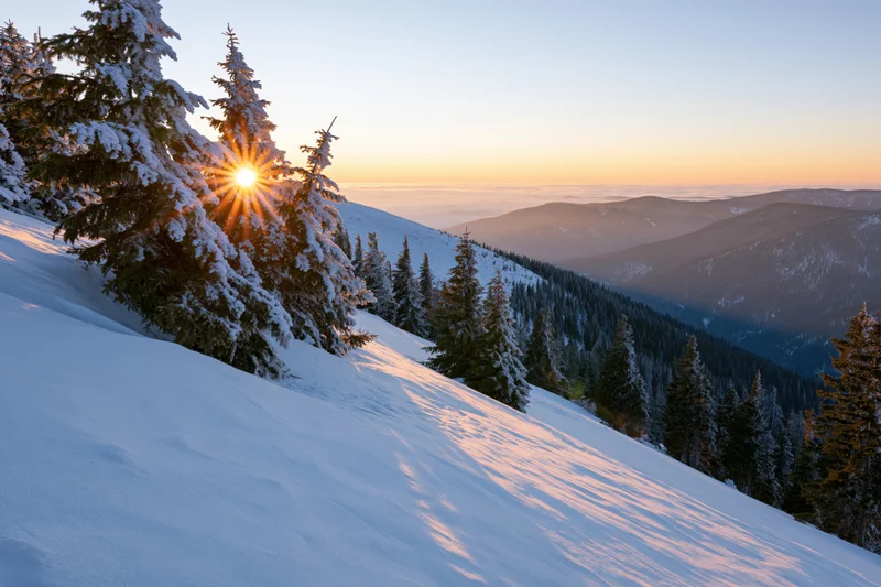 Snow-covered alpine slope at sunrise with frost-laden spruce trees lining the ridge