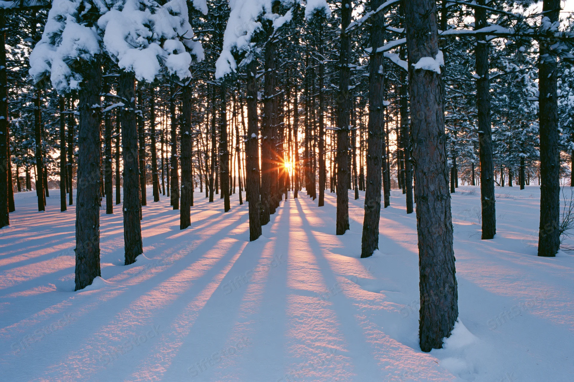 Snow-covered conifer forest at sunset with tall dark tree trunks casting long shadows on a winter path