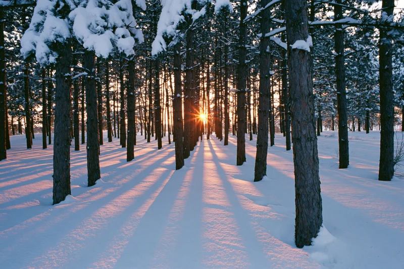 Snow-covered conifer forest at sunset with tall dark tree trunks casting long shadows on a winter path