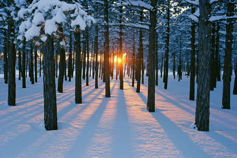Snow-covered conifer forest at sunset with tall dark tree trunks casting long shadows across the ground
