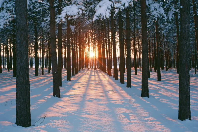Snow-covered conifer forest at sunset with tall dark tree trunks casting long shadows on a path through the trees