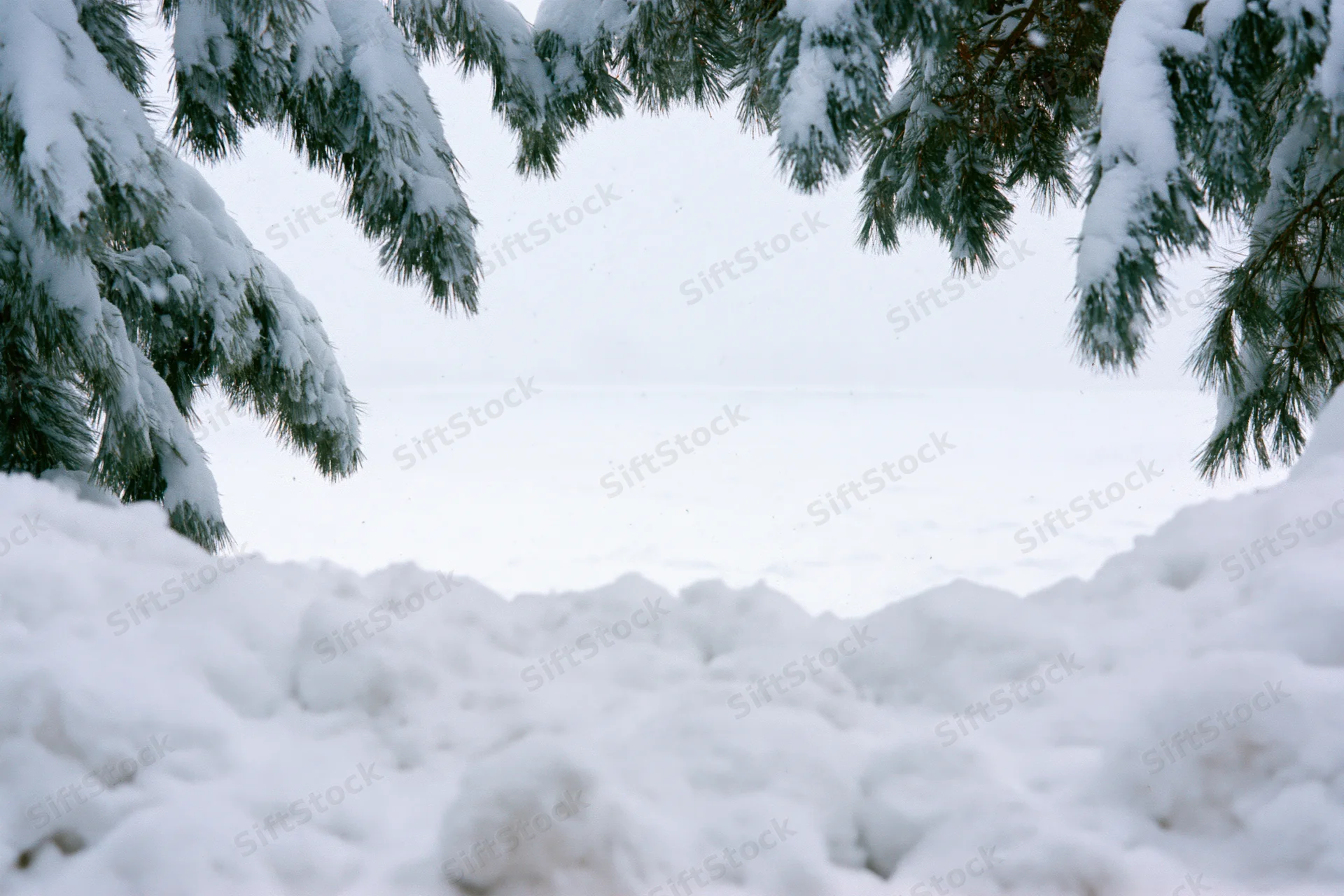 Snow-covered ground with rounded drifts framed by pine branches overhead