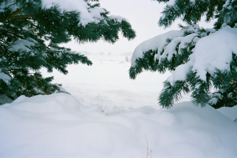 Snow-covered ground with rounded drifts framed by pine tree branches in a winter landscape