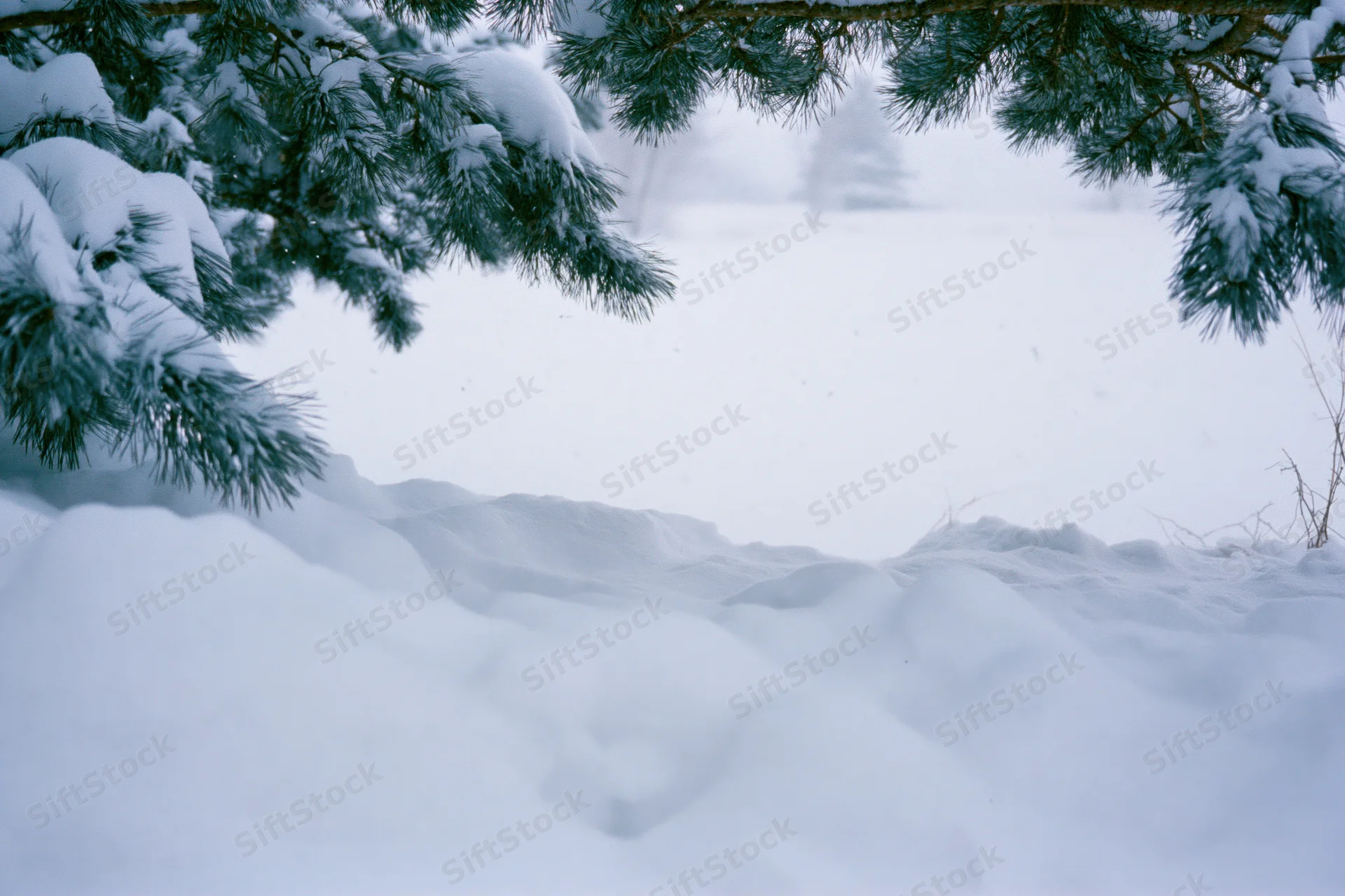 Snow-covered ground with rounded drifts framed by pine branches in a winter forest