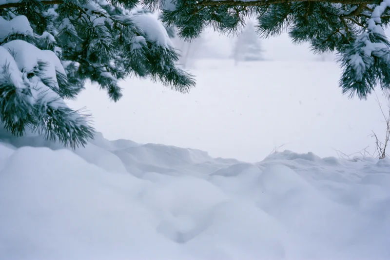 Snow-covered ground with rounded drifts framed by pine branches in a winter forest