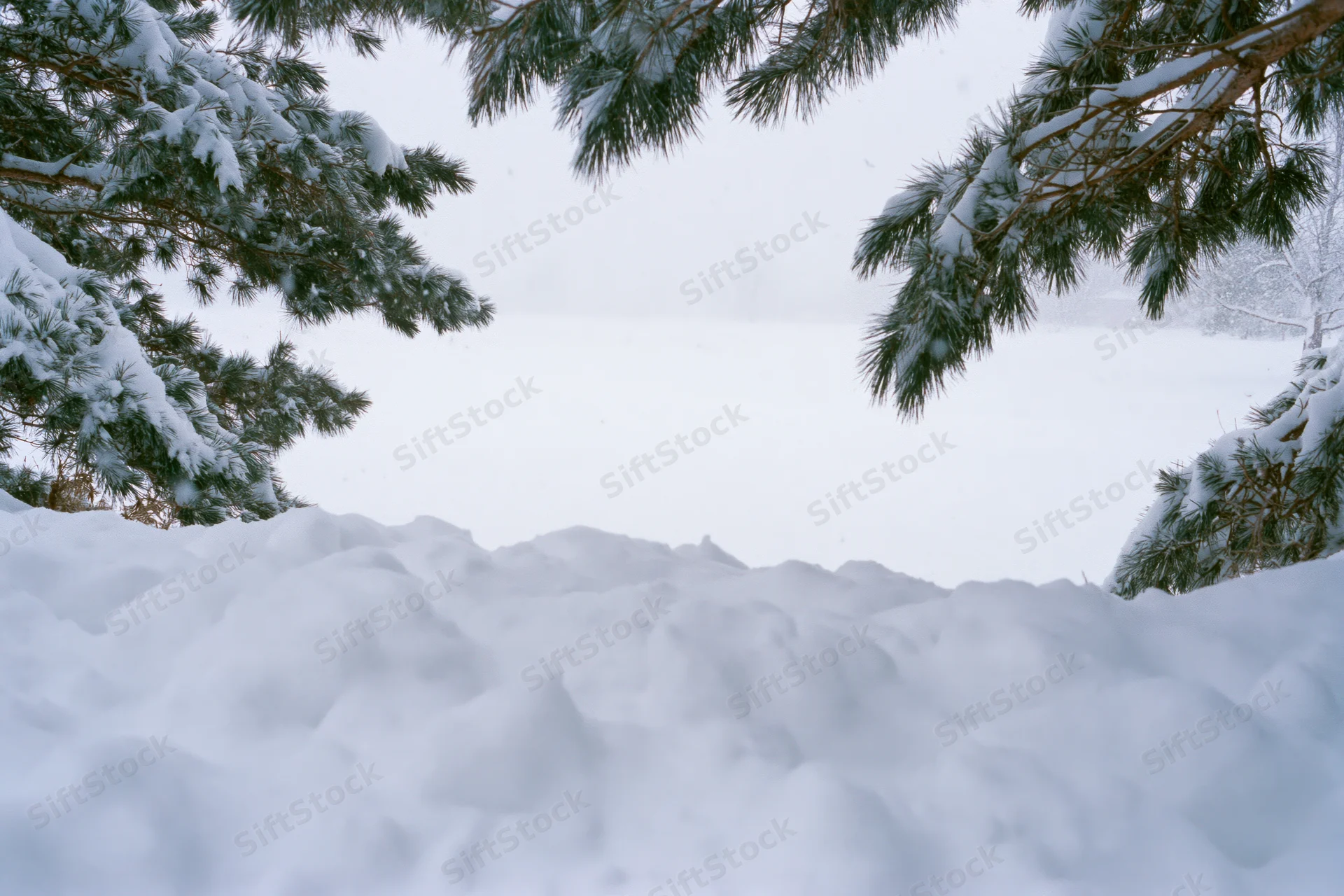 Snow-covered ground with rounded drifts framed by pine branches in a winter forest