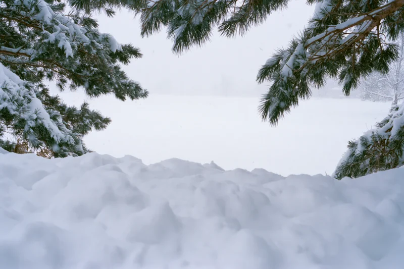 Snow-covered ground with rounded drifts framed by pine branches in a winter forest