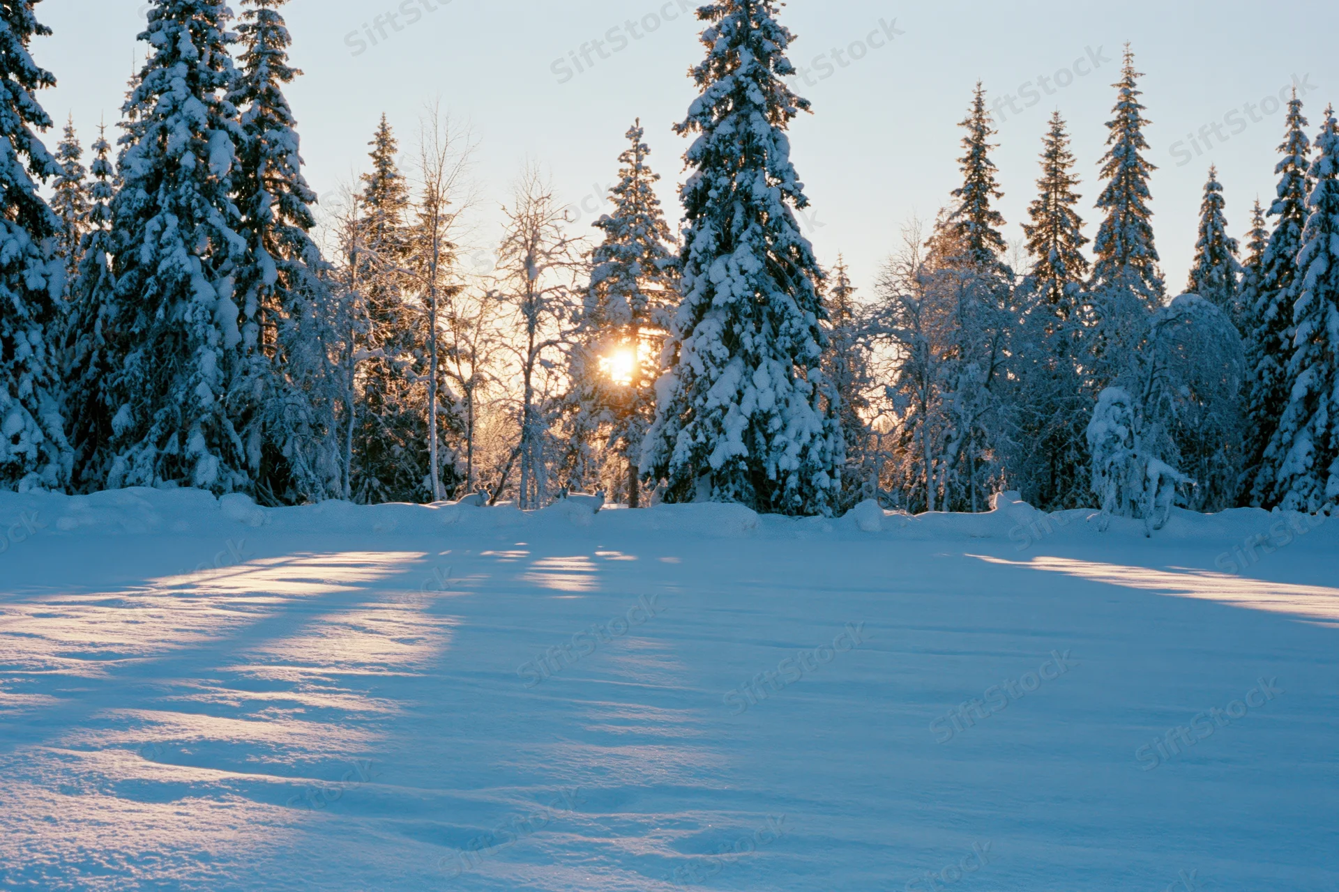 Snow-covered spruce forest at golden hour with sunlight filtering through tall evergreen trees