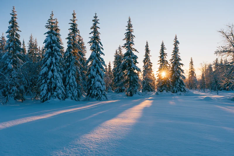 Snow-covered spruce trees in a forest clearing at golden hour sunrise