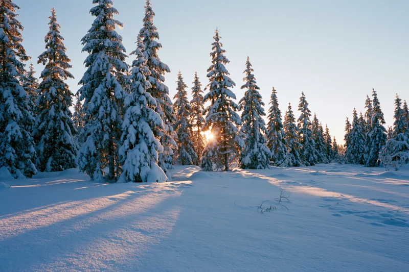Snow-covered spruce trees in a forest at golden hour with sunlight filtering through branches