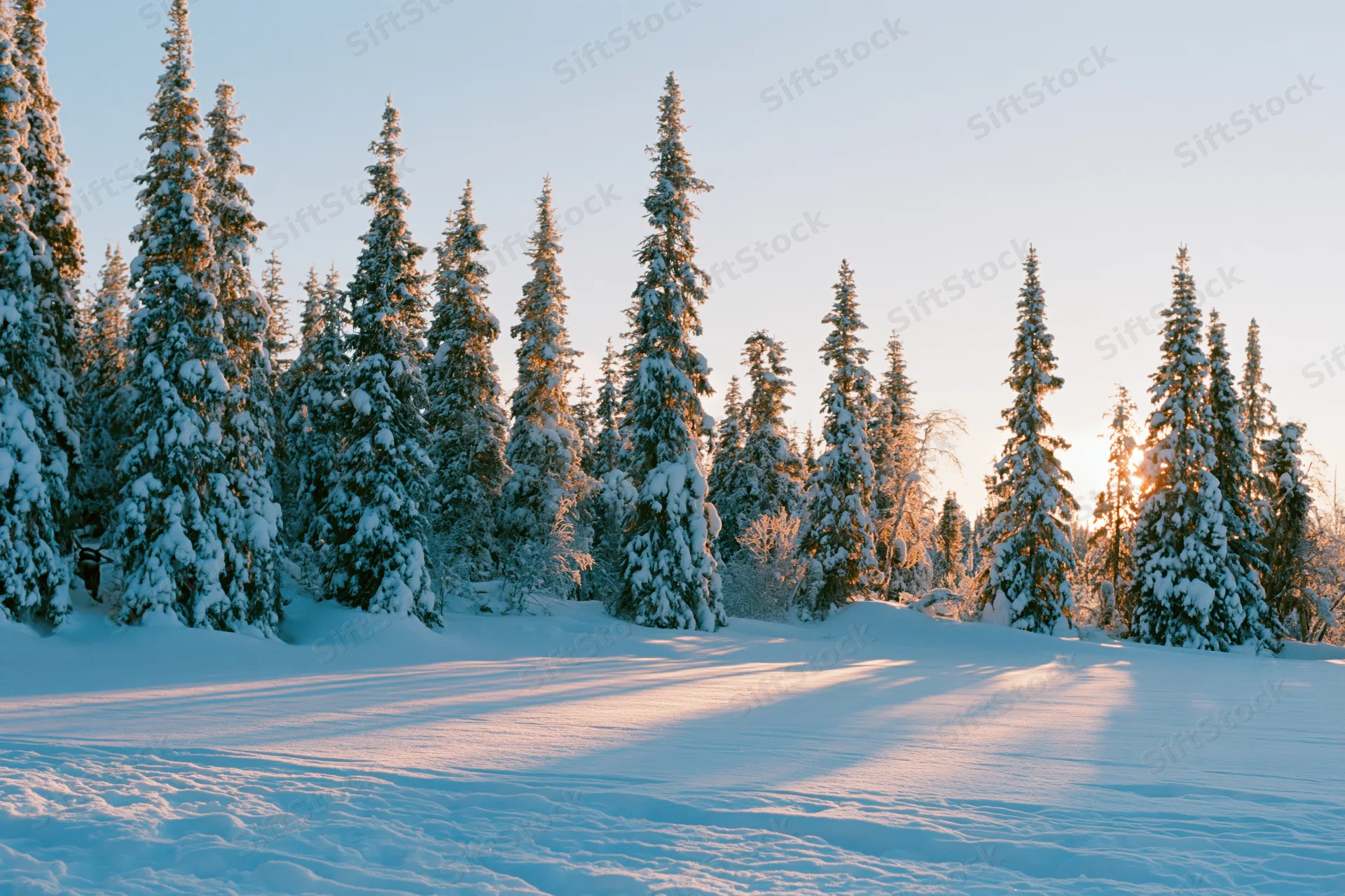 Snow-covered spruce trees in a forest at golden hour