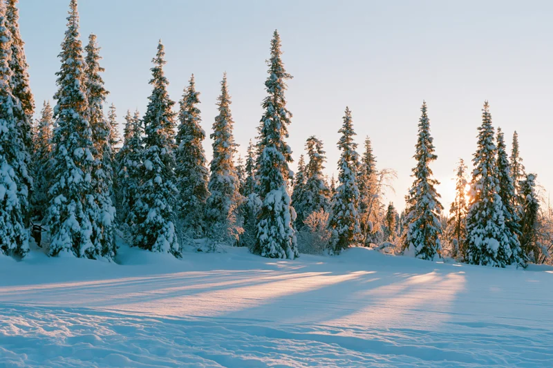 Snow-covered spruce trees in a forest at golden hour