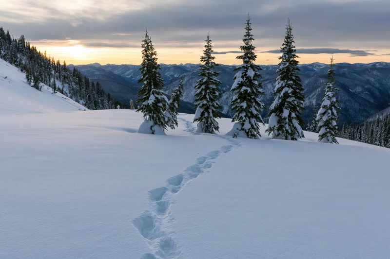 Snow-covered spruce trees standing in a mountain meadow with footprints leading across the snow at sunset