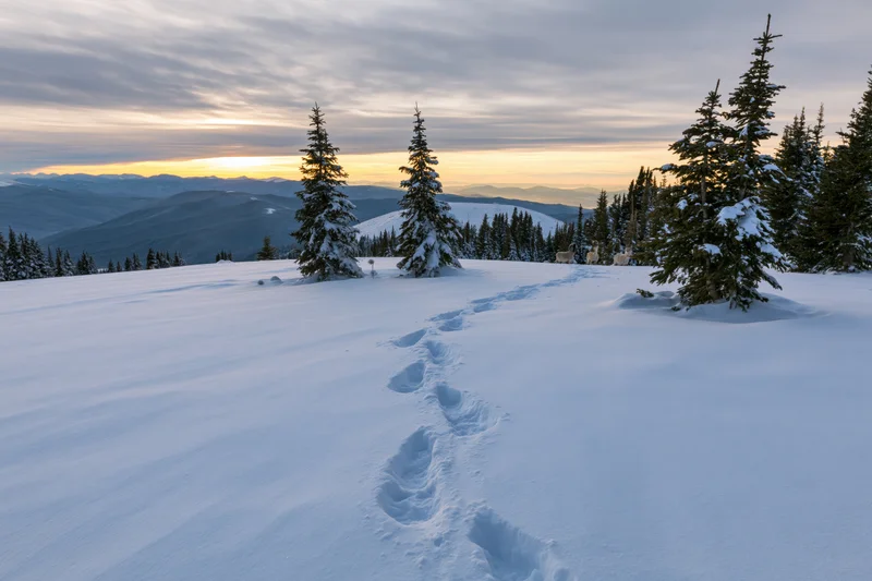 Snow-covered spruce trees stand across an open mountain meadow with footprints leading into the distance at sunset
