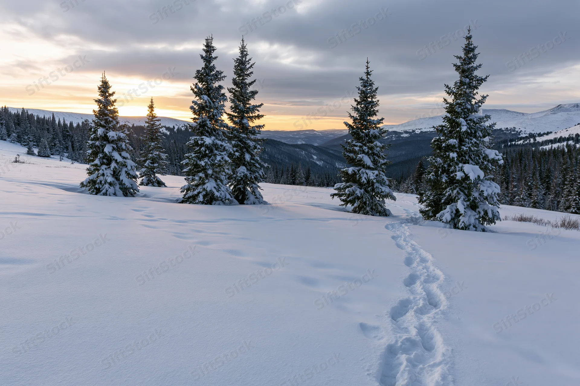 Snow-covered spruce trees standing in a mountain meadow with footprints leading across the snow at sunset