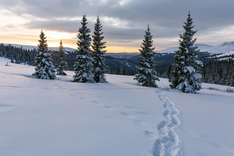 Snow-covered spruce trees standing in a mountain meadow with footprints leading across the snow at sunset