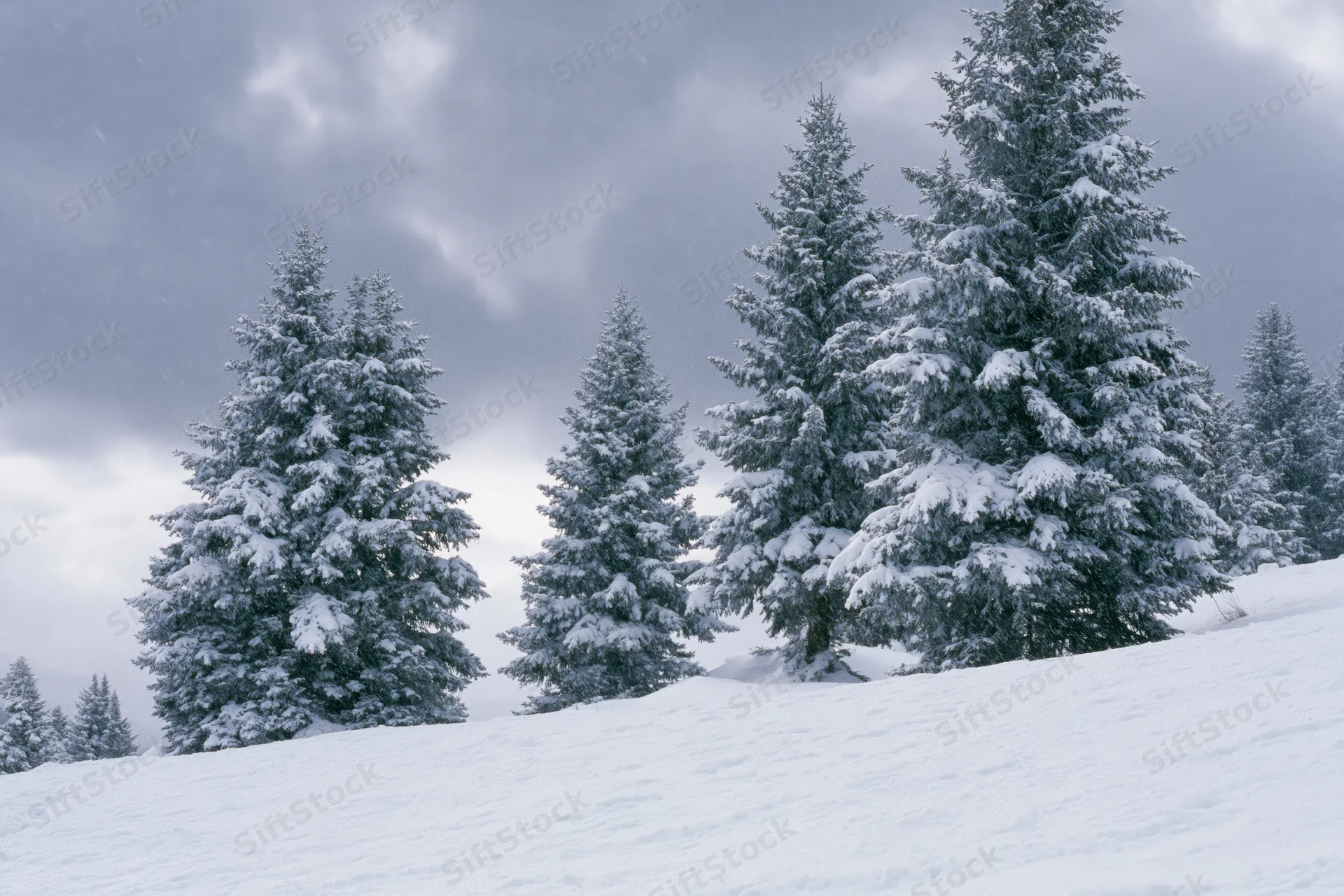 Snow-covered spruce trees standing on a winter hillside