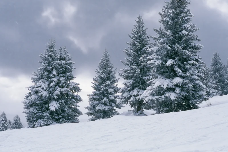 Snow-covered spruce trees standing on a winter hillside