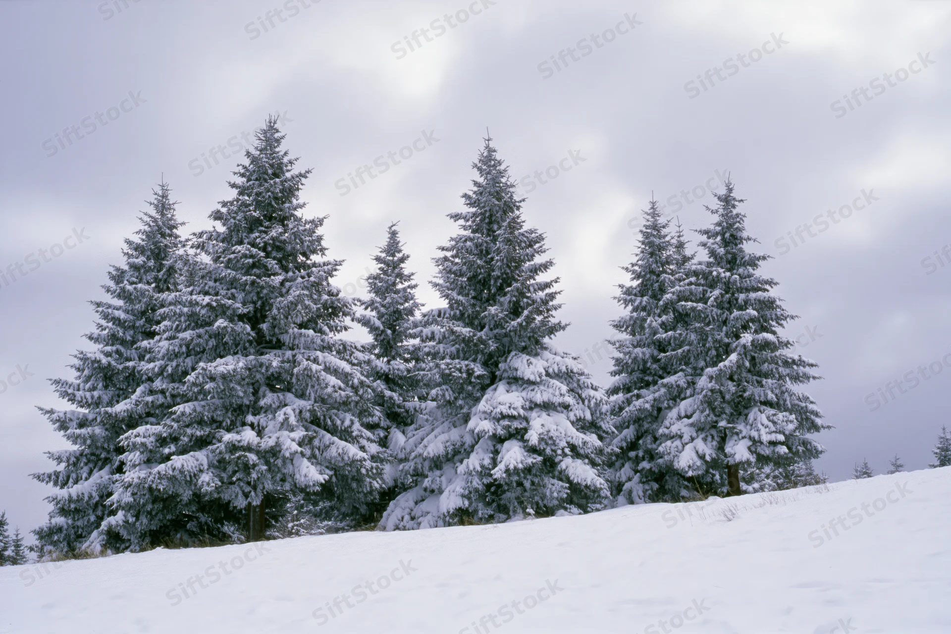 Snow-covered spruce trees standing on a winter hillside