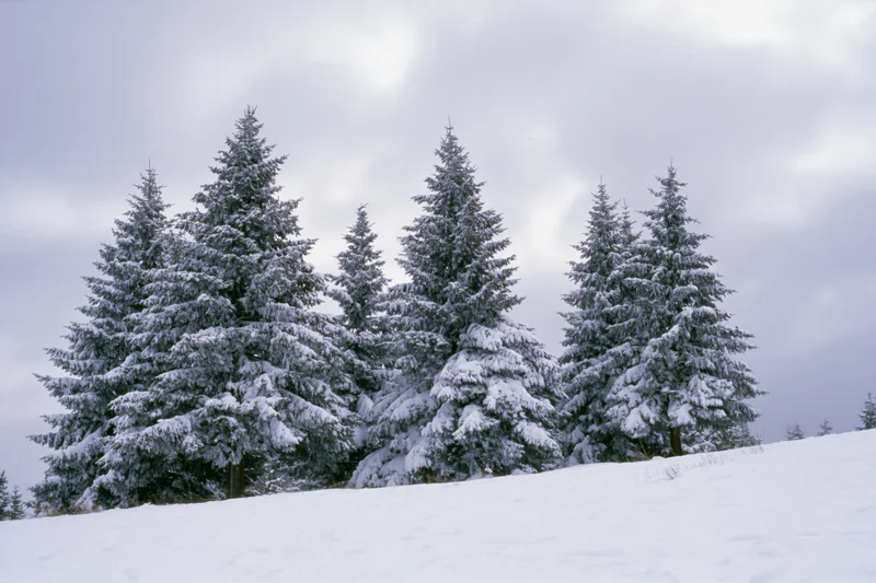 Snow-covered spruce trees standing on a winter hillside