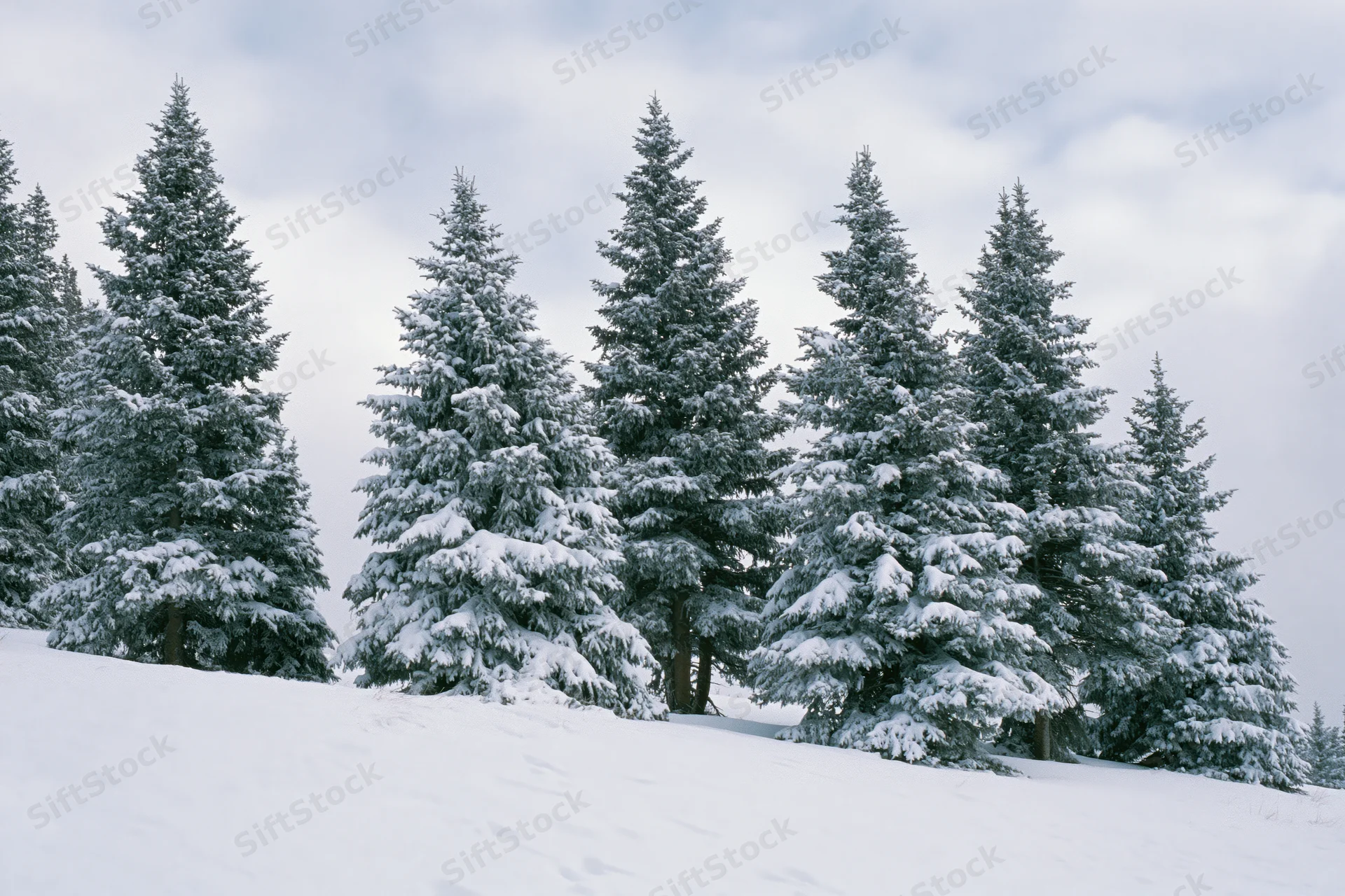 Snow-covered spruce trees standing on a winter hillside