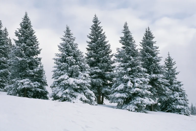 Snow-covered spruce trees standing on a winter hillside