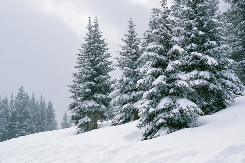 Snow-covered spruce trees on a winter hillside