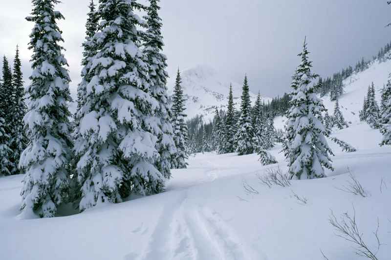 Snow-laden spruce trees lining a ski trail in a winter mountain forest