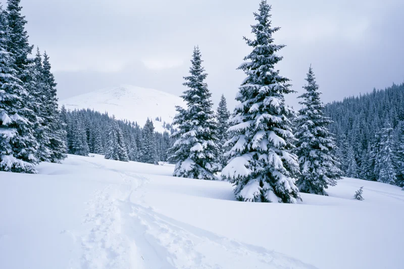 Snow-laden spruce trees standing in an open winter mountain forest with a footpath winding through deep snow