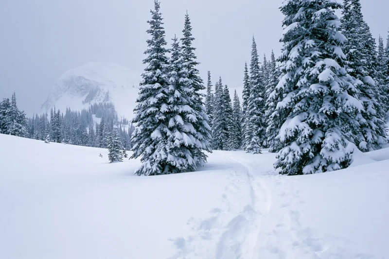 Snow-laden spruce trees in a winter mountain forest with footprints in the snow