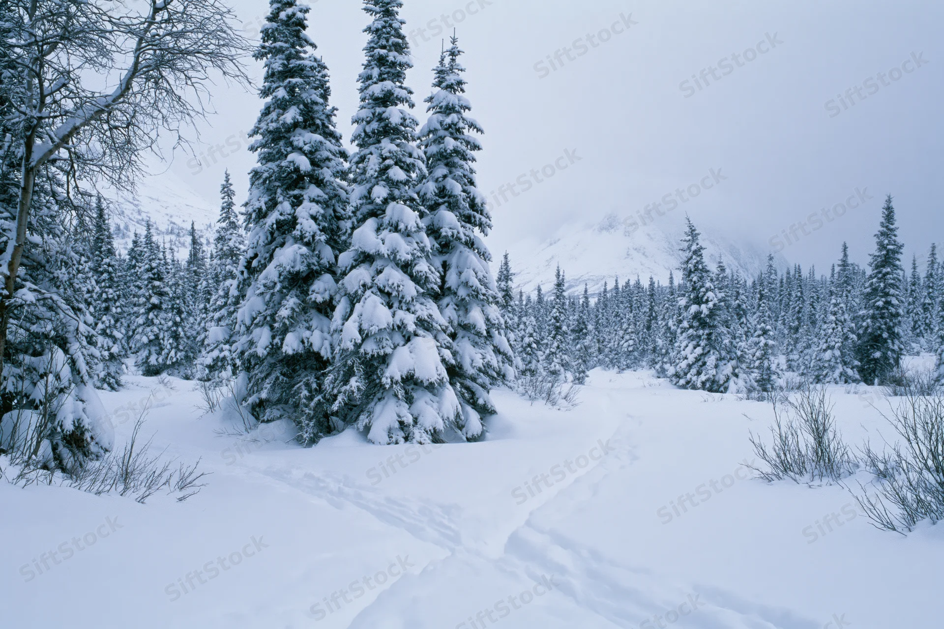 Snow-laden spruce trees standing in an open winter mountain forest with a footpath winding through deep snow