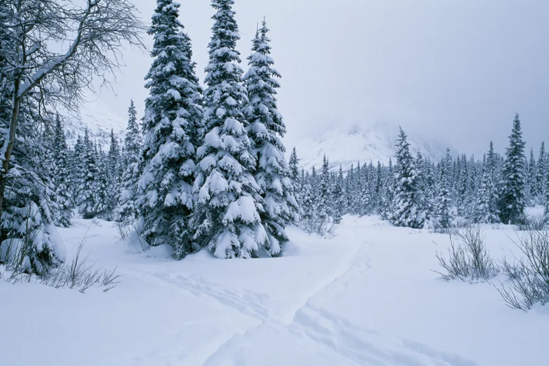 Snow-laden spruce trees standing in an open winter mountain forest with a footpath winding through deep snow
