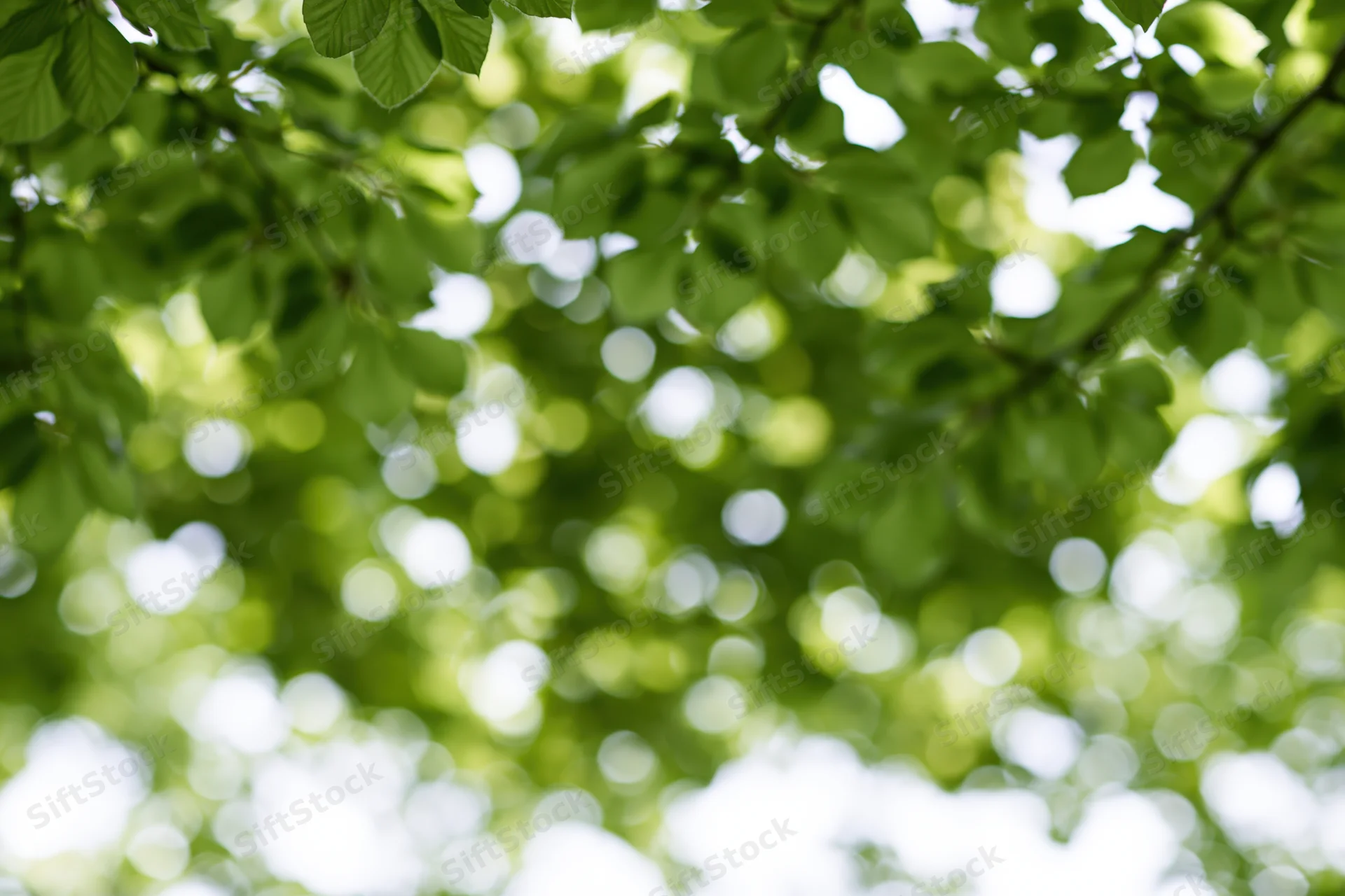 Sunlight filtering through dense green tree canopy outdoors